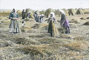 Sheaf: Women are binding the sheaves