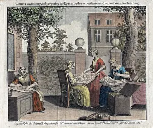 Silkworms: Women examining silk moth eggs and putting in