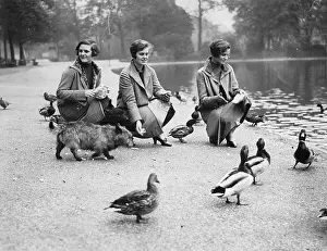 Parkway: Three women feed the ducks in Hyde Park