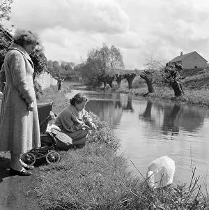Pollarded: Women Feeding Swan