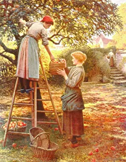 Clogs: Two women picking apples in an orchard