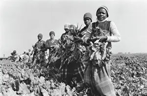 Beetroot: Women picking beetroot