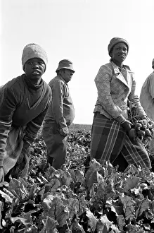 Beetroot: Women picking beetroot with overseer in background