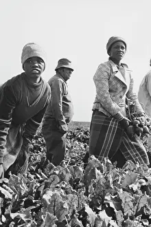 Beetroot: Women picking beetroot with overseer in background
