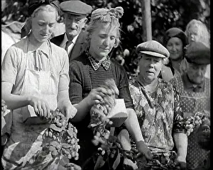 Hops: Several Women Picking Hops With Two of Them