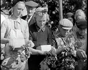 Hops: Several Women Picking Hops With Two of Them