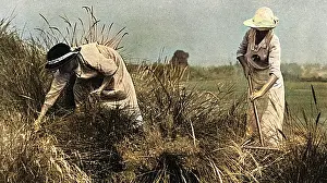 Upkeep: Women workers at Sandy Lodge golf course