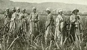 Tending: Women working in sugar cane field, Jamaica, West Indies