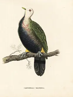 Magnificus: Wompoo fruit dove, Ptilinopus magnificus