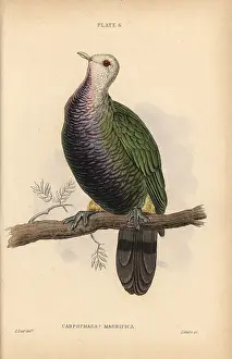 Magnificus: Wompoo fruit dove, Ptilinopus magnificus, native