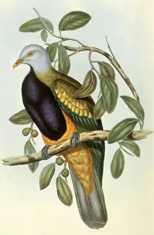 Harmoniously: Wompoo Pigeon or Magnificent Fruit Pigeon