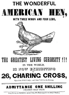 Oddities: The wonderful American hen