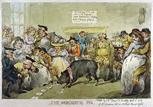 Amazes: WONDERFUL LEARNED PIG