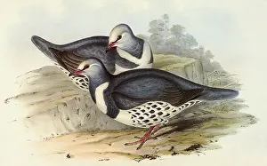 Doves: Wonga Pigeons, Leucosarcia melanoleuca