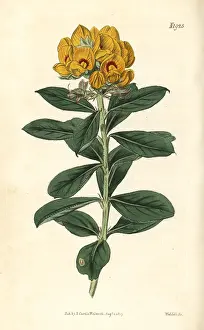 Lanceolata: Wonnich or native willow, Callistachys lanceolata