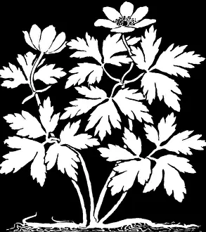 Lilley: Wood Anemone
