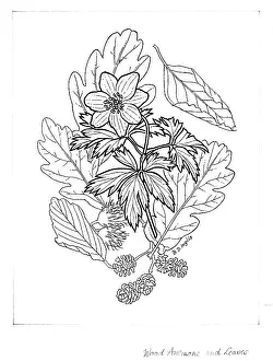 Bessie: Wood Anemone and Leaves