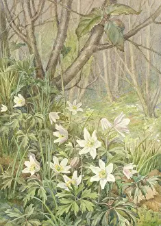 Nemorosa: Wood Anemone or Wind Flower