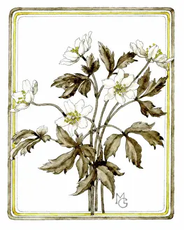 Anemones: Wood Anemones
