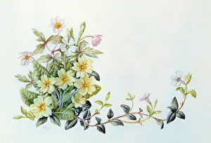 Periwinkle: Wood Anemones and Primroses
