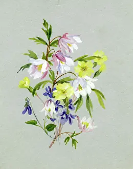 Wood Anemones, Primroses and Violets