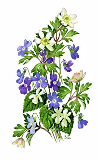 Wood Anemones and Violets
