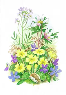 Sherbourne: Wood Anemones, Violets, Primroses etc