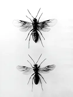 Ants: WOOD ANTS