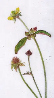 Avens: Wood avens