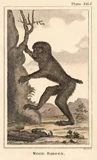Apes: Wood Baboon