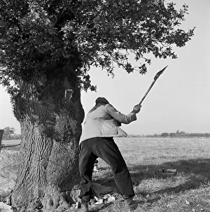 Lumberjacks: Wood Cutter