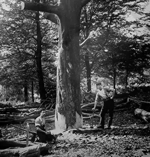 Lumberjack: Wood cutters