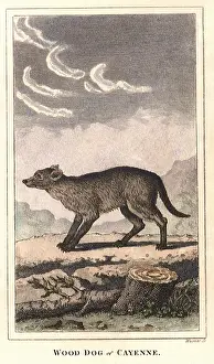Cayenne: Wood Dog of Cayenne