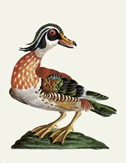 Manetti: Wood Duck
