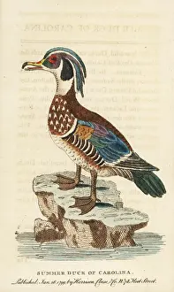 Sponsa: Wood duck, Aix sponsa