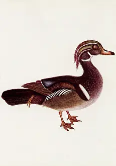 Catesby: Wood Duck, Aix sponsa
