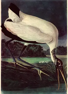 Storks: Wood Ibis