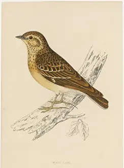 Arborea: WOOD LARK