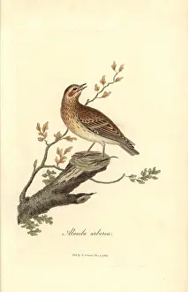 Arborea: Wood lark, Lullula arborea