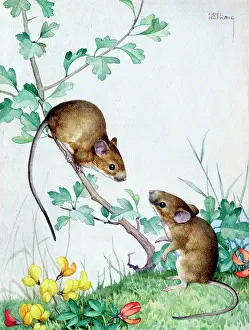 Hopking: Two wood-mice