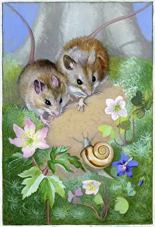 Heda: Two wood mice looking at a snail