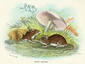 Undergrowth: WOOD MICE MUSHROOM 19C