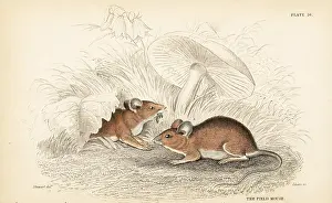Sylvaticus: Wood mouse, Apodemus sylvaticus