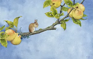 Nibbling: Wood Mouse and Apples ' mouse on branch