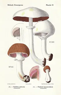 Agaricus: Wood mushrooms