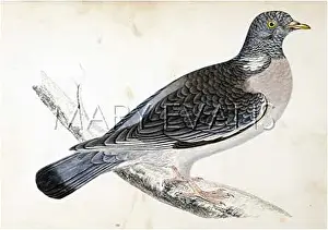 Palumbus: WOOD PIGEON