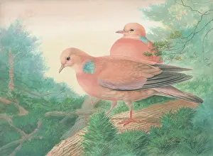 Rankin: Wood Pigeons