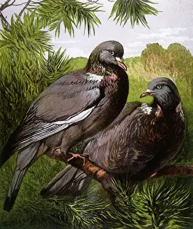 Palumbus: Wood pigeons
