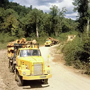 Kozlov: Wood procurement in Primorye, 1982