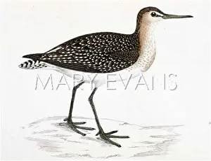 Totanus: WOOD SANDPIPER (MORRIS)